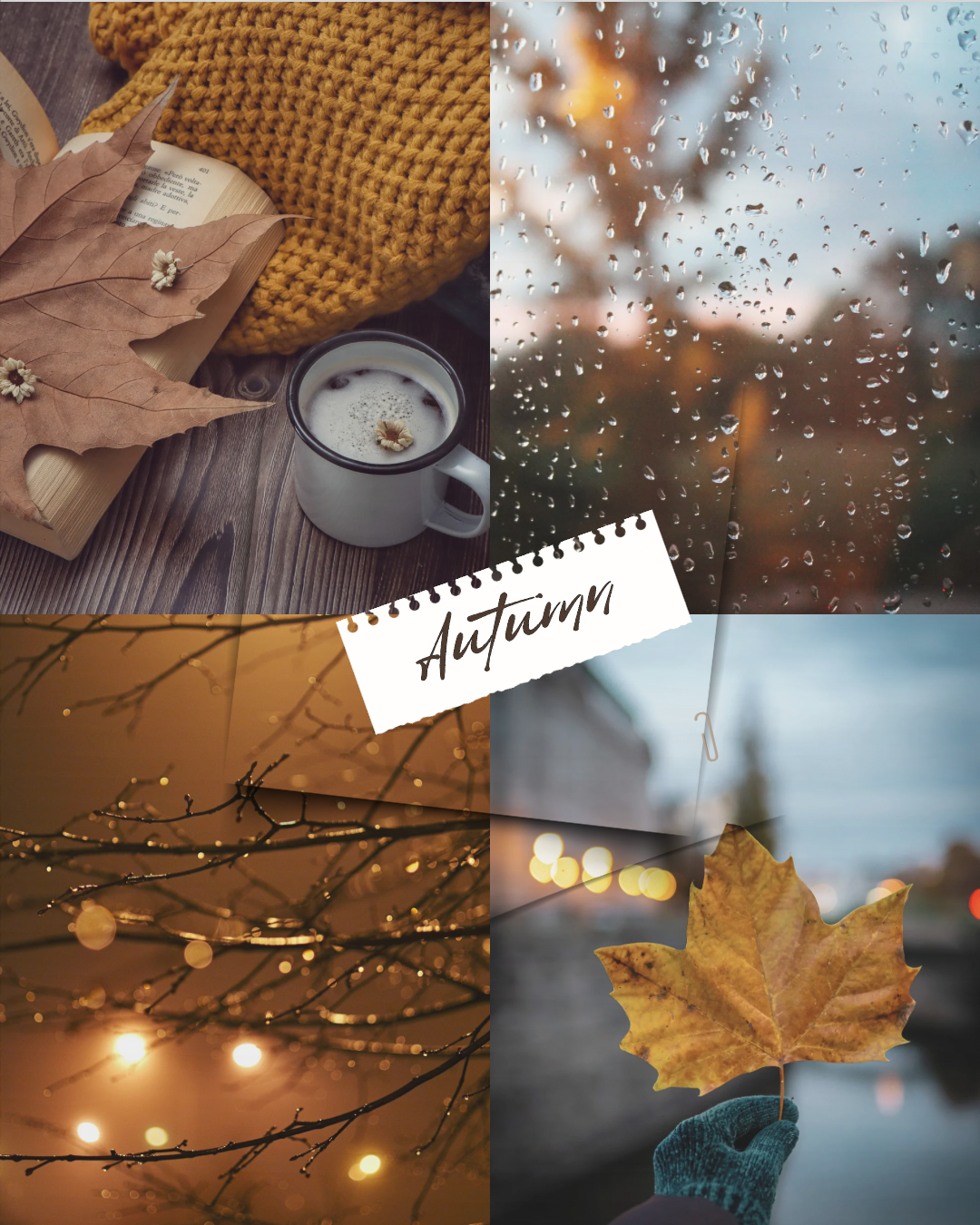 Embracing the New Season with Baorri: A Journey of Renewal 🍂