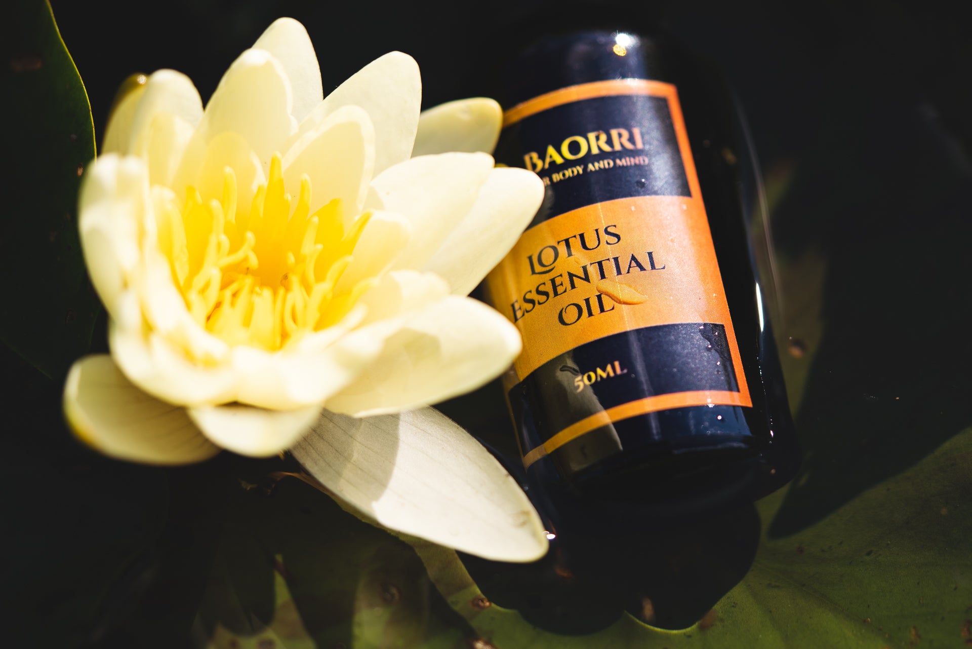 Lotus Essential oil in the water next to the lotus flower 50 ml 